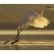 Виставка « ЛЕНЕРДЖІ – кращі фото природи » (переможці конкурсу Спілки фотографів природи Угорщини NaturArt-2018) 01 липня – 30 серпня 2020 року