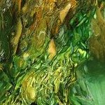 Геннадій Горбатий. Сад Едем.1998