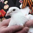 Руки творця перемоги. Руки людини можуть творити різні дива. Одне з найбільших - перемога у Другій світовій війні. Ось ці руки відвоювали для всіх нас Перемогу. Ось такі вони руки творця Миру.