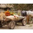 Під стріхою у Юрія Камишного