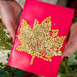 Фото з майстер-класу із виготовлення листівки з природних матеріалів, Анастасія Горобець