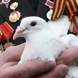 Руки творця перемоги. Руки людини можуть творити різні дива. Одне з найбільших - перемога у Другій світовій війні. Ось ці руки відвоювали для всіх нас Перемогу. Ось такі вони руки творця Миру.
