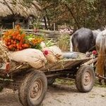 Під стріхою у Юрія Камишного