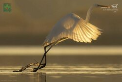 Виставка «ЛЕНЕРДЖІ – кращі фото природи» (переможці конкурсу Спілки фотографів природи Угорщини NaturArt-2018) 01 липня – 30 серпня 2020 року