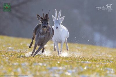 Виставка « ЛЕНЕРДЖІ – кращі фото природи »(переможці конкурсу Спілки фотографів природи Угорщини NaturArt-2018)
